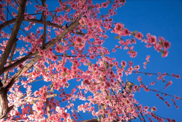 Cherry blossom (cherry blossom) is the flower of the cherry tree. There are many types. Sakura species are common stock photo
