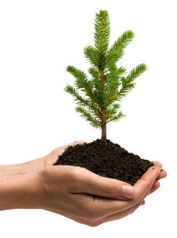 Young pine tree on hands, isolated on white,