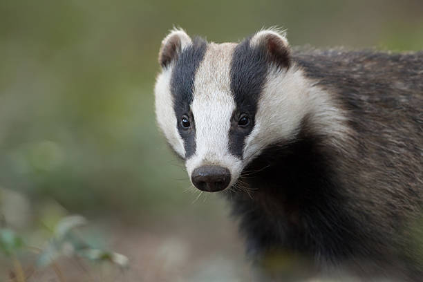 European Badger European Badger (Meles meles).  badger stock pictures, royalty-free photos & images