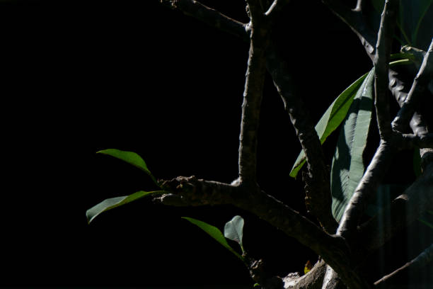 Close up of a green plant on black background with copy space. stock photo