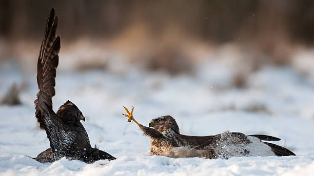 Buzzards combattant - Photo
