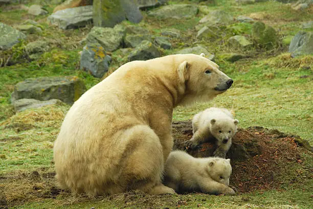 Female polar bear with here twin cubs.Playfull twin cubs.Latin name: Ursus maritimus