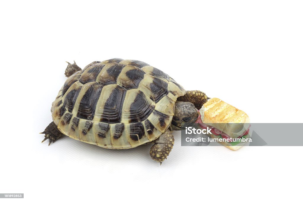 Tortue manger un hamburger - Photo de Aliment libre de droits