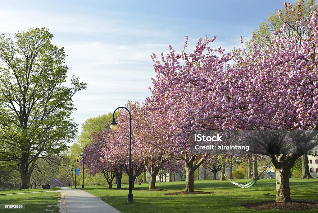 Springtime in Bryn Mawr College "Springtime in Bryn Mawr College, Pennsylvania, USA" Campus Stock Photo
