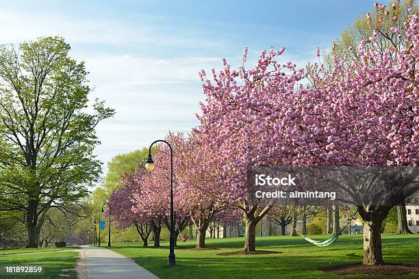 Springtime In Bryn Mawr College Stock Photo - Download Image Now - Campus, Pennsylvania, Springtime