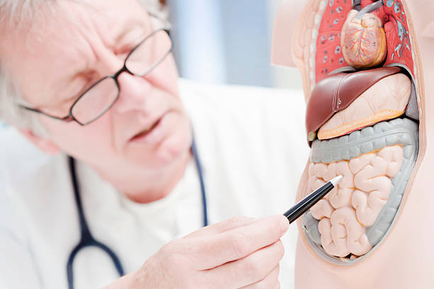 Doctor pointing at gut stock photo