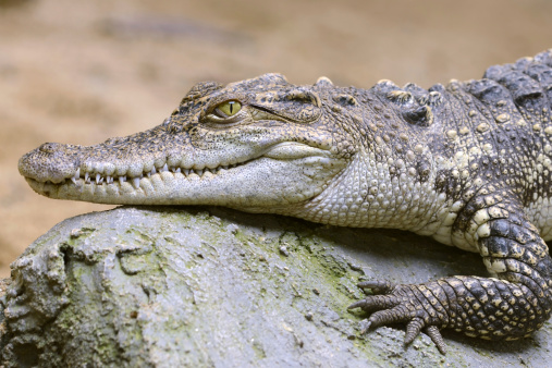 Crocodile head close-up: More images about Crocodile and Alligator: