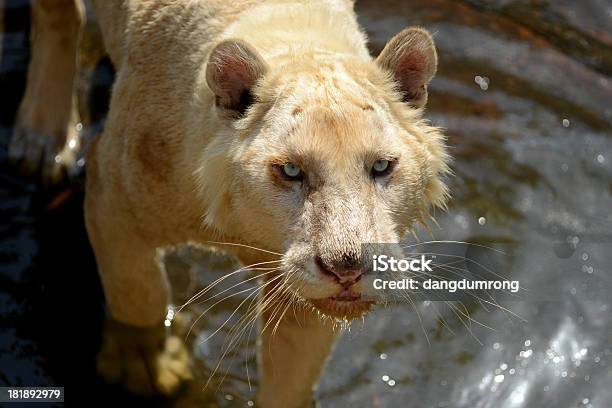 Photo libre de droit de Tigre Blanc Dans Leau banque d'images et plus d'images libres de droit de Animaux à l'état sauvage - Animaux à l'état sauvage, Blanc, Chasser