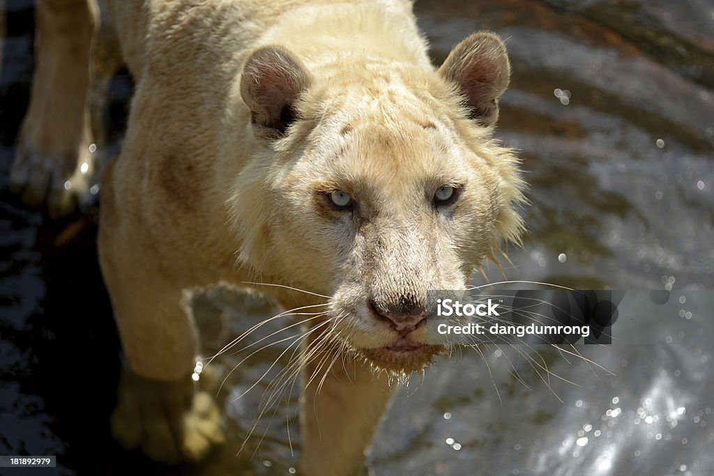 Tigre bianca in acqua - Foto stock royalty-free di Acqua