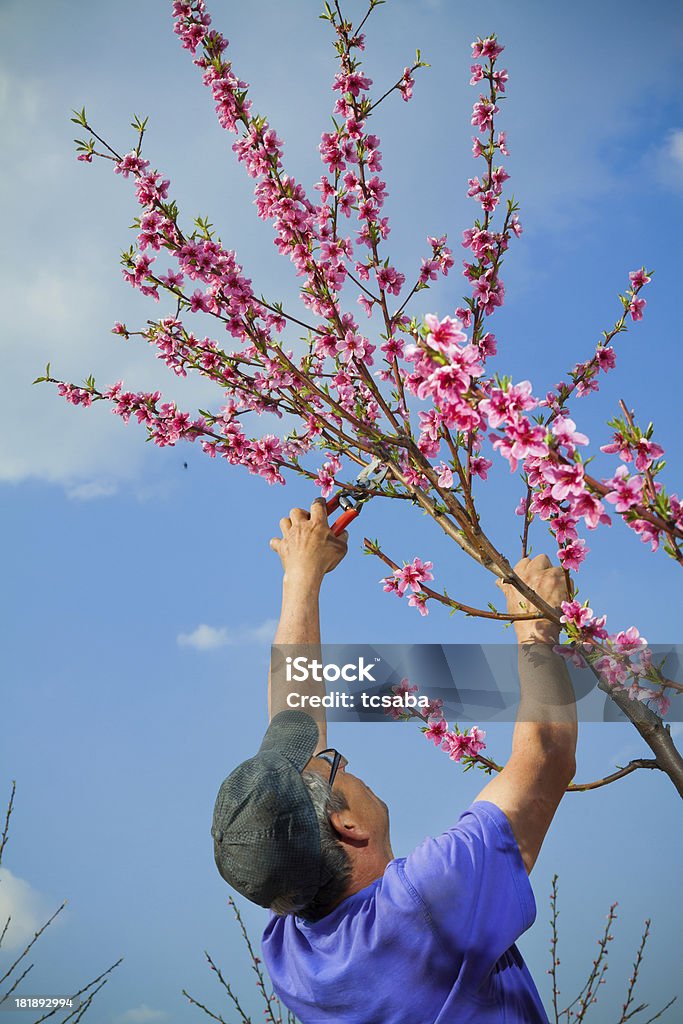 Potatura Albero da frutto - Foto stock royalty-free di Adulto