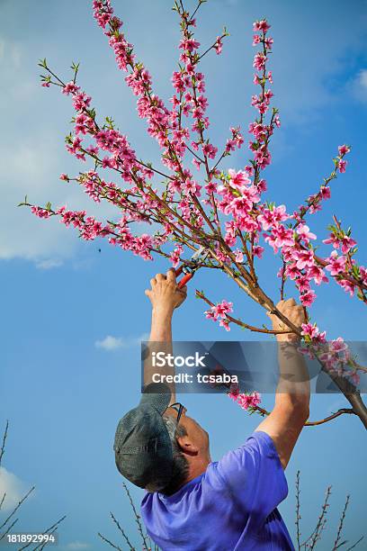 Potatura Albero Da Frutto - Fotografie stock e altre immagini di Adulto - Adulto, Agricoltura, Albero