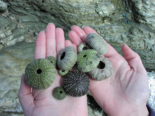 Hands Holding Sea Urchin Shells stock photo