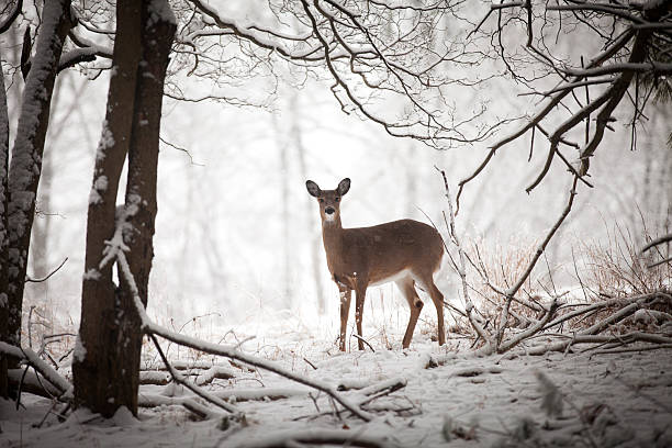 Doe standing at edge of woods Small deer standing at the edge of the treeline. doe stock pictures, royalty-free photos & images