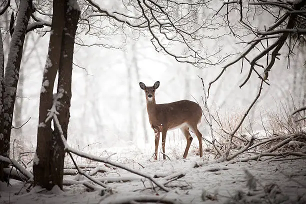 Photo of Doe standing at edge of woods