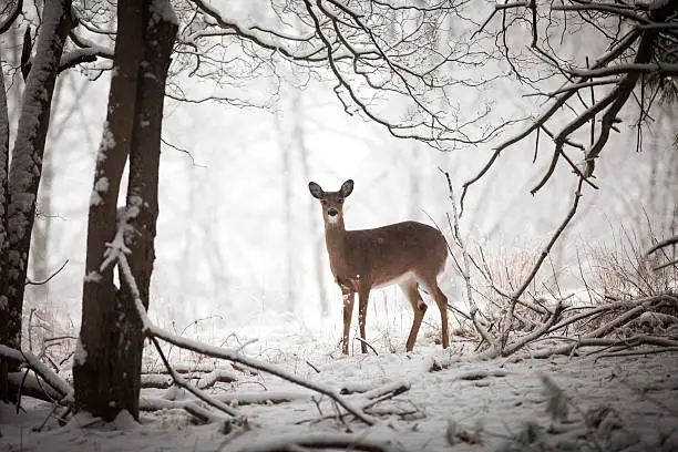 Small deer standing at the edge of the treeline.