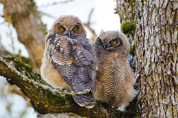 istock Great-horned Owl Baby - Victoria 181893322