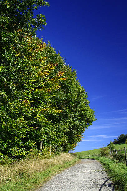 árvores no outono - leafes autumn grass nature imagens e fotografias de stock