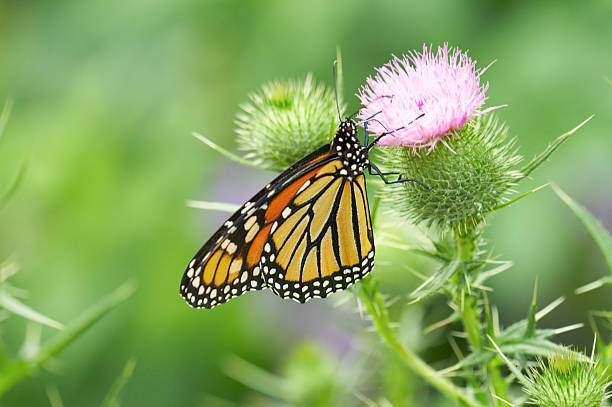 monarch butterfly on a pink flower #2 stock photo