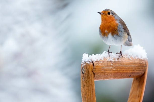 robin (erithacus rubecula) - rotkehlchen stock-fotos und bilder