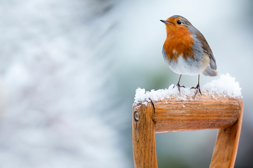 A charming European robin, known for its red breast, perches gracefully on a snowy pine branch during a winter snowfall.