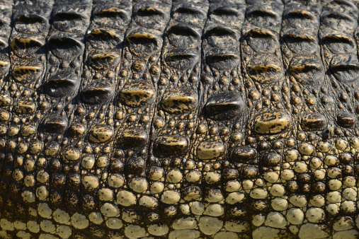Crocodile skin close-up: More images about Crocodile and Alligator: