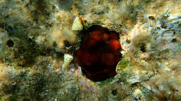 istock Plum anemone, beadlet anemone or red sea anemone (Actinia equina) and cerith (Cerithium renovatum) shell undersea 1818934816