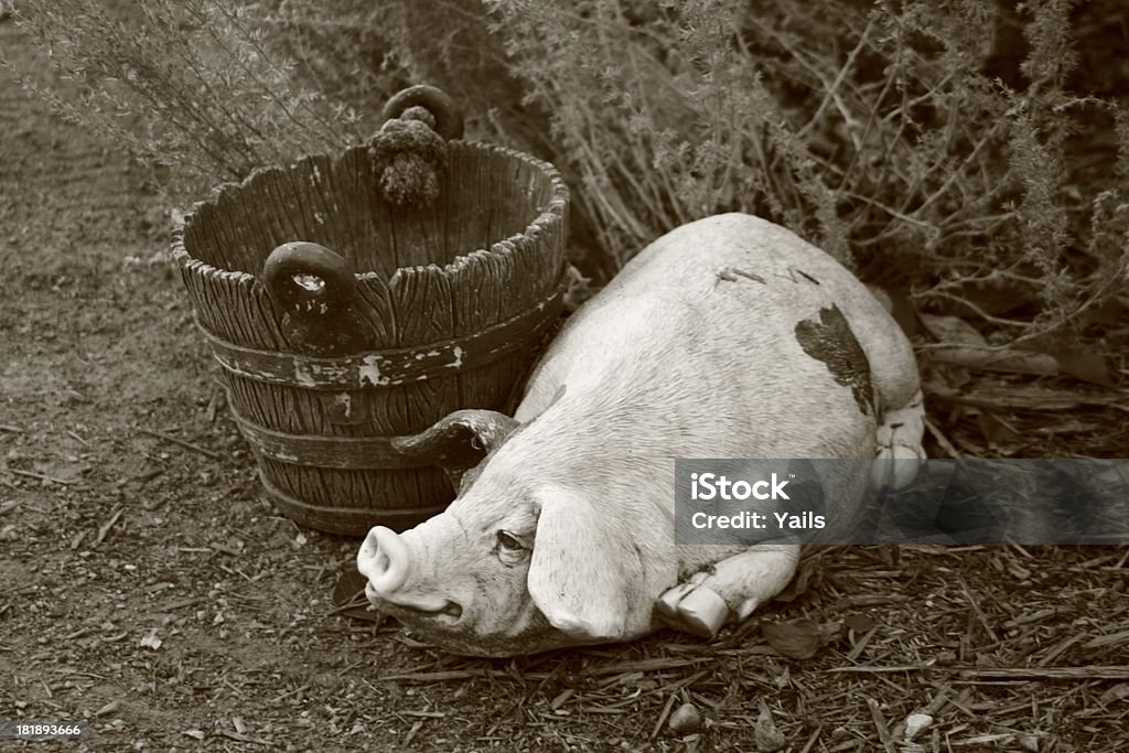 Porco e Balde - Royalty-free Abandonado Foto de stock