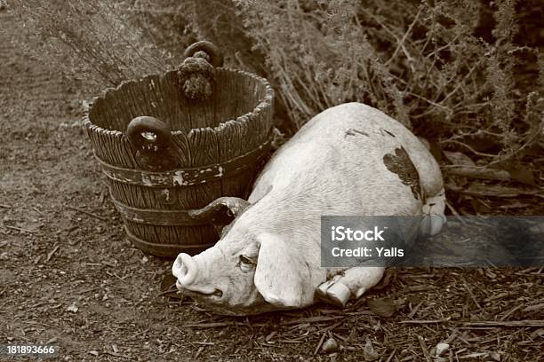 Porco E Balde - Fotografias de stock e mais imagens de Abandonado - Abandonado, Antigo, Balde