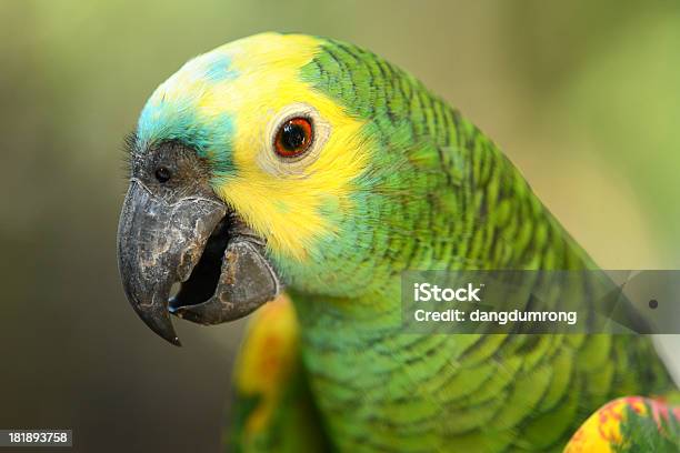 Желтый И Зеленый Попугай Голову Закрытьup — стоковые фотографии и другие картинки Ара - Ара, Выборочная фокусировка, Голова животного