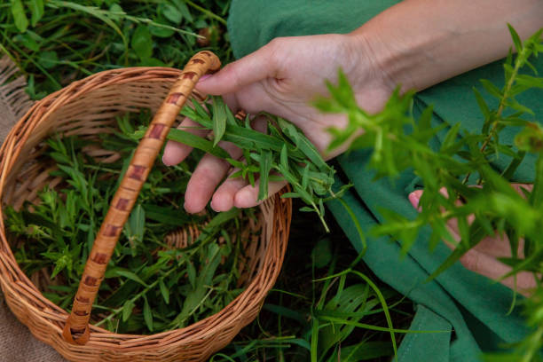 istock A woman makes herbal tincture. Selective focus. 1818938018