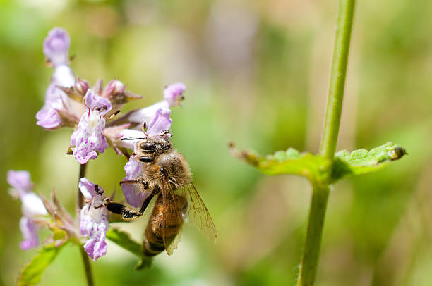 Abelha de mel em uma flor - fotografia de stock