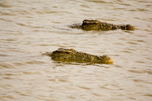 Two Crocodiles at the St. Lucia Wetlands Park South AfricaPlease view other related images of mine