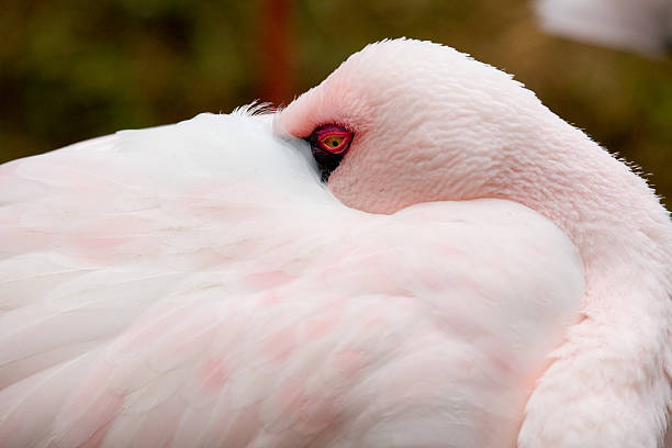 Flamingo 클로즈업 스톡 사진