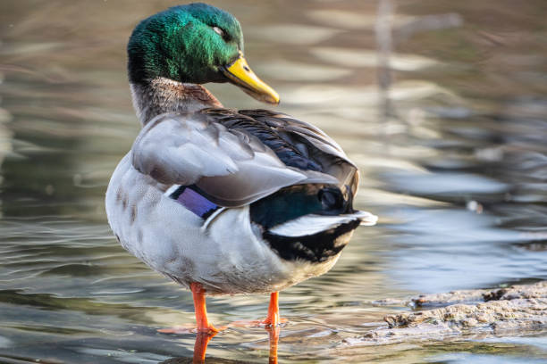 istock Male Mallard Duck Preaning 1818940851