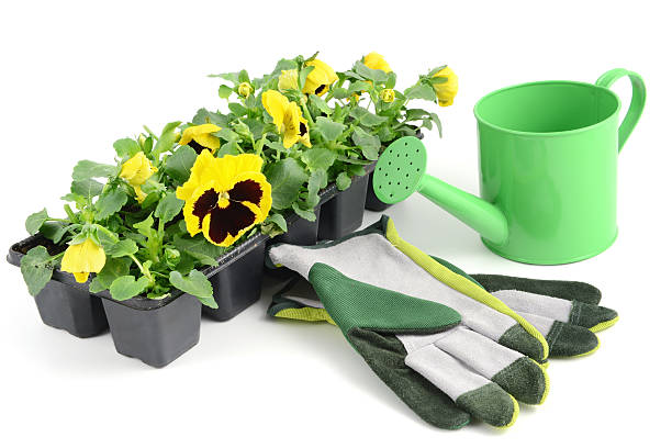 istock yellow pansy in flowerpot with gardening tools 181894207