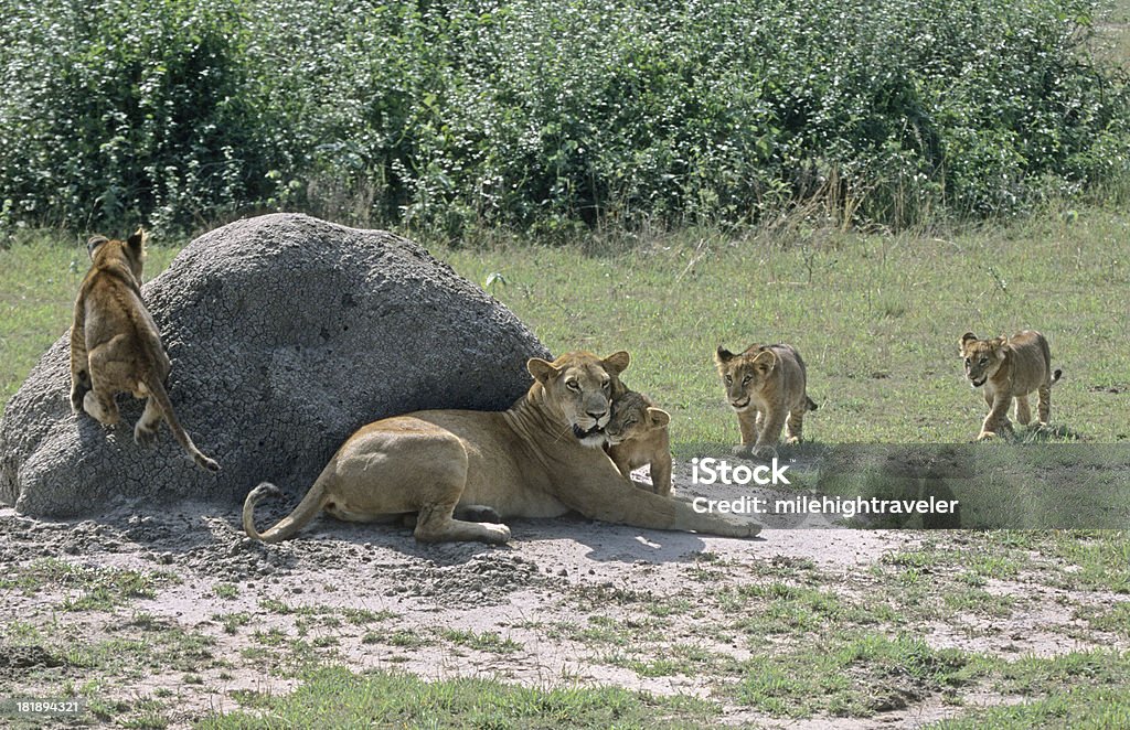 Leone cubs Parco Nazionale Regina Elisabetta Uganda - Foto stock royalty-free di Ambientazione esterna