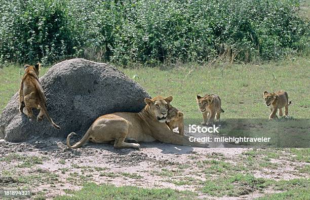 Leone Cubs Parco Nazionale Regina Elisabetta Uganda - Fotografie stock e altre immagini di Ambientazione esterna