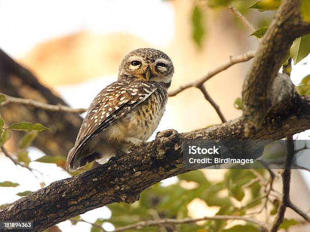 Civetta Nana Macchiatotailandia - Fotografie stock e altre immagini di Ambientazione esterna - Ambientazione esterna, Animale, Animale selvatico