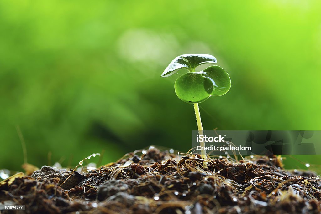 Green sprout growing Agriculture Stock Photo