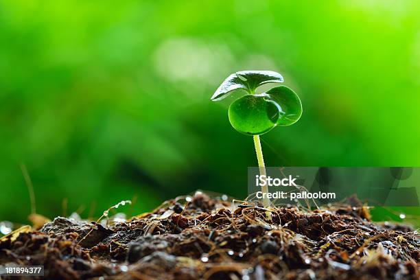 Green Sprout Growing Stock Photo - Download Image Now - Agriculture, Beginnings, Botany