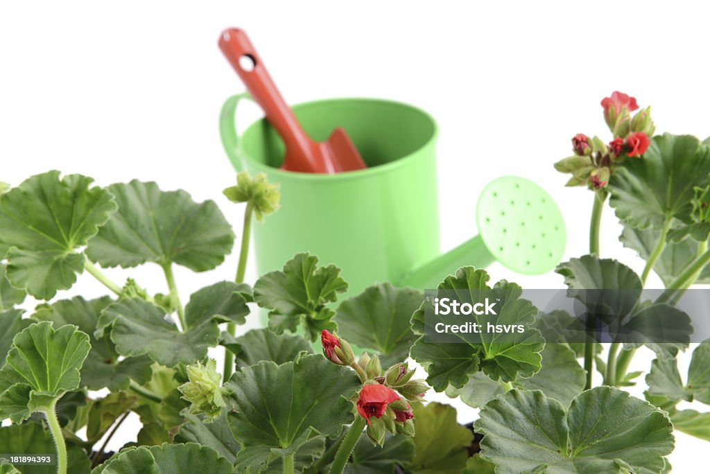red Pelargonium (Cransbill) with gardening tools red Pelargonium (Cransbill) with gardening tools like water can and shovel isolated white background. Geranie. See also my other images Botany Stock Photo