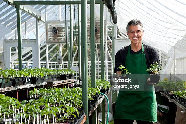 Photo libre de droit de Jardinier Heureux À Effet De Serre banque d'images et plus d'images libres de droit de Activité agricole - Activité agricole, Adulte, Adulte d'âge mûr