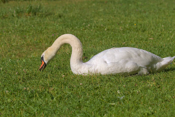 istock A bright beautiful white swan is located on a green meadow. 1818945757