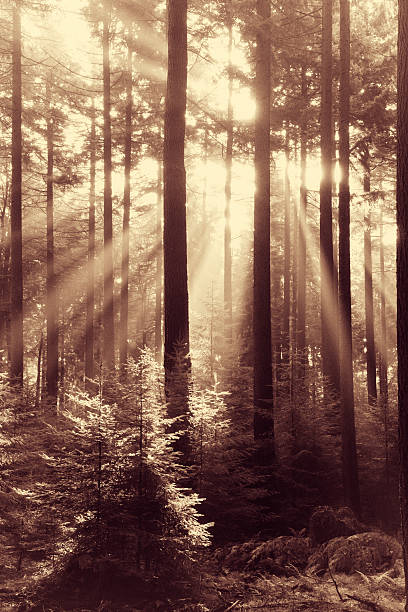 istock Fairytale Forest - Sunbeams in Natural Spruce Woodland 181894599