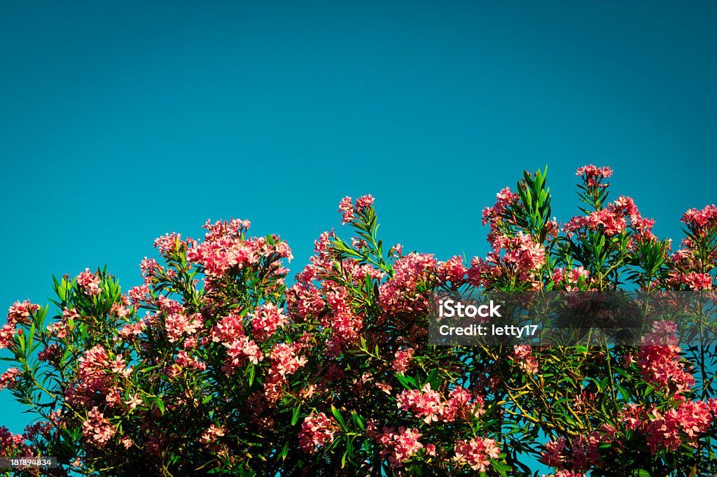 Céu de flor - Foto de stock de Arbusto royalty-free