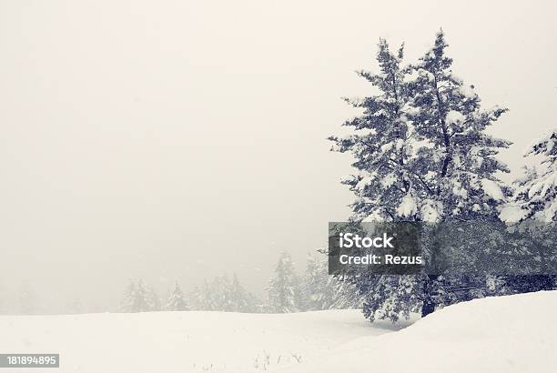 Paisaje De Invierno Cubierto De Nieve Con Pines Foto de stock y más banco de imágenes de Abeto - Abeto, Blanco y negro, Nieve