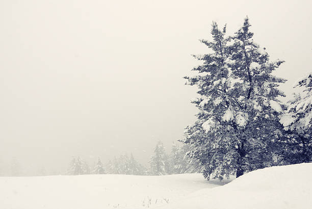 A mountain top with snow in the Black Forest.