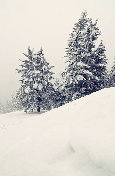 istock Winter landscape with pines covered by snow 181894897