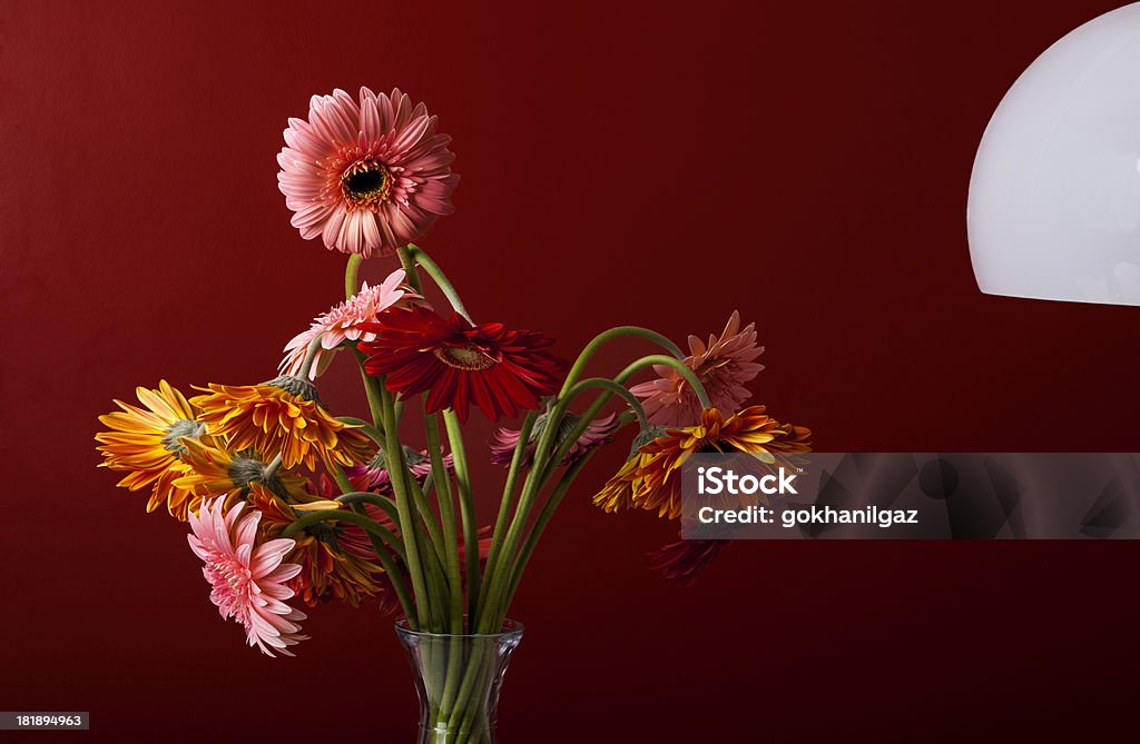 Osteospermum fiore colorato. - Foto stock royalty-free di Bianco