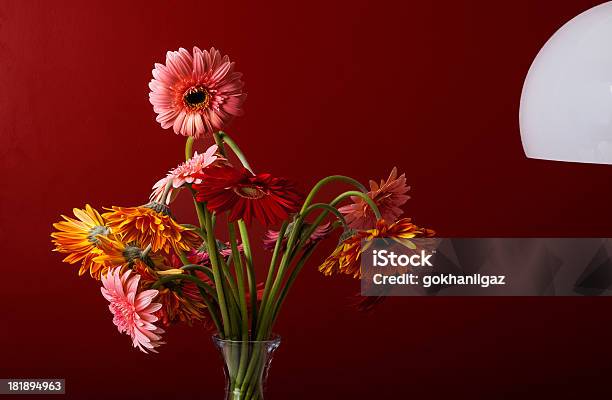Osteospermum Fiore Colorato - Fotografie stock e altre immagini di Bianco - Bianco, Bouquet, Capolino